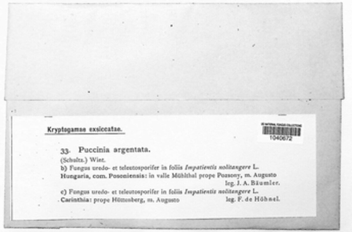 Puccinia argentata image